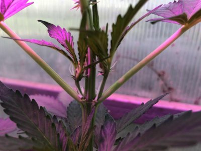 CECBA30C-477B-448F-AB41-A4A72C0B111C.jpeg CECBA30C-477B-448F-AB41-A4A72C0B111C.jpeg