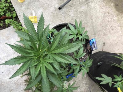 9902C500-2B8F-4D8F-83DD-F9C58F6B3E40.jpeg 9902C500-2B8F-4D8F-83DD-F9C58F6B3E40.jpeg