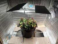 самая смехотворная печенька на Диком Юге