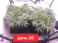 ПЕРВЫЙ ГРОВ