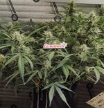 В Добрый Путь Товарищи 🌱!!!