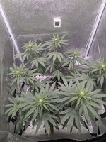 "Долгий " Zookies