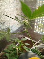 IMG_20260619_184859.jpg