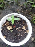 IMG_20260626_091045.jpg