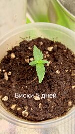1000131005.jpg