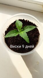 1000131004.jpg