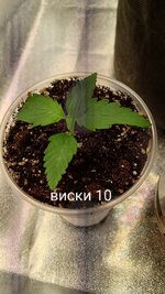 1000131003.jpg