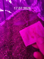 IMG_20260717_203254.jpg