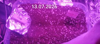 IMG_20260713_071149.jpg