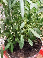 IMG_7368.jpeg