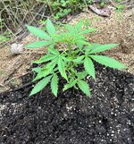 IMG_2203.jpeg