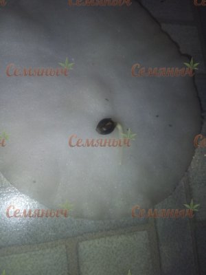 40-wm-83317.50000000102_watermarked.jpg 40-wm-83317.50000000102_watermarked.jpg