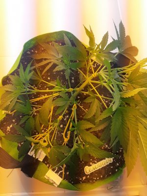 20220621_104726.jpg 20220621_104726.jpg