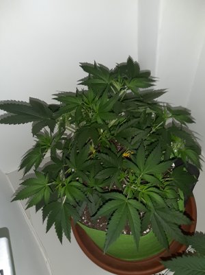 20220621_124450.jpg 20220621_124450.jpg