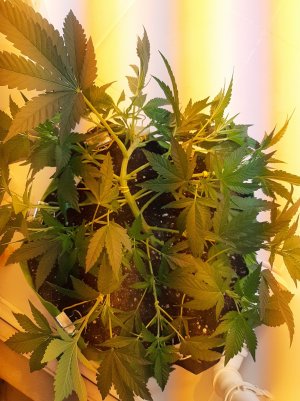 20220621_124522.jpg 20220621_124522.jpg