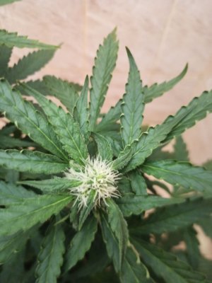 photo_2022-06-21_11-52-44.jpg photo_2022-06-21_11-52-44.jpg