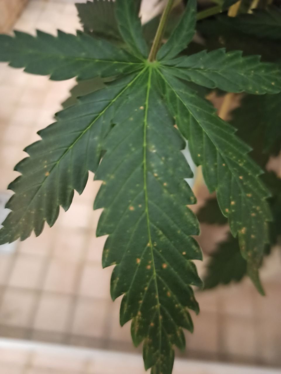 photo_2022-06-21_11-52-52.jpg photo_2022-06-21_11-52-52.jpg