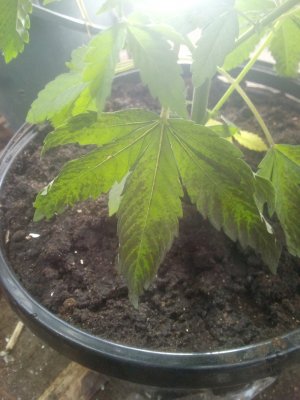 IMG_20220622_101835.jpg IMG_20220622_101835.jpg