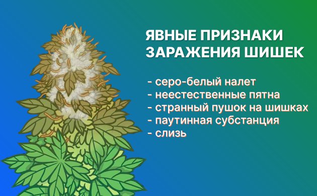 Как обнаружить плесень на шишках конопли