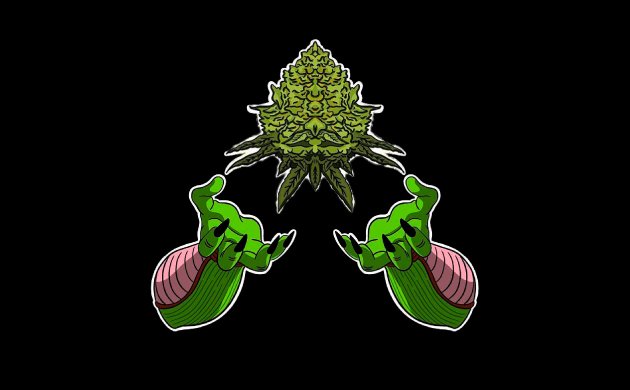 Как вырастить большие шишки конопли