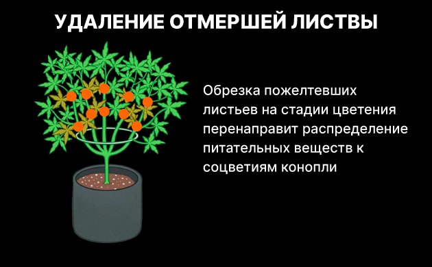 Обрезка желтых листьев конопли