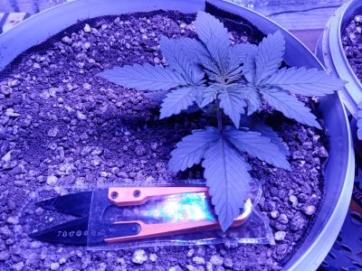 таня от фаст бадс.jpg