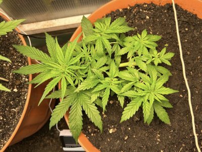 BAF1DDEC-DB07-4BE5-BE0C-4FE9AF719BAB.jpeg BAF1DDEC-DB07-4BE5-BE0C-4FE9AF719BAB.jpeg