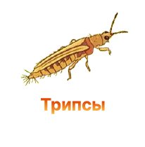 Защита конопли от трипсов