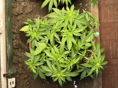 A11189F0-FD9F-454B-92CF-59BEC002EB6E.jpeg A11189F0-FD9F-454B-92CF-59BEC002EB6E.jpeg