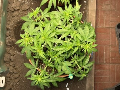 D3CF09D2-7A29-4ADE-A5A8-805E08DEBCAD.jpeg D3CF09D2-7A29-4ADE-A5A8-805E08DEBCAD.jpeg