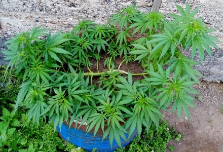 бочк.jpg бочк.jpg