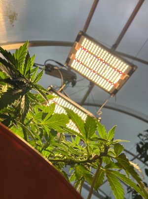 714DC9A1-4726-48D2-A8C7-175BF8A4DF1D.jpeg 714DC9A1-4726-48D2-A8C7-175BF8A4DF1D.jpeg