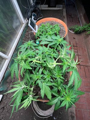 E4B2F035-EE1A-4B01-8E9B-B78DC0687E2E.jpeg E4B2F035-EE1A-4B01-8E9B-B78DC0687E2E.jpeg