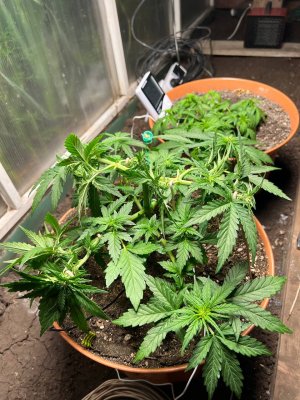 DCA39082-4F9F-4BDE-8B30-937F3C1C810C.jpeg DCA39082-4F9F-4BDE-8B30-937F3C1C810C.jpeg