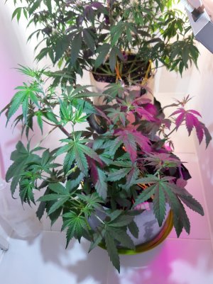 20220704_100613.jpg 20220704_100613.jpg