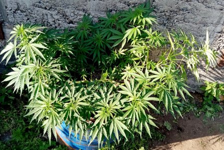 БДО.jpg БДО.jpg