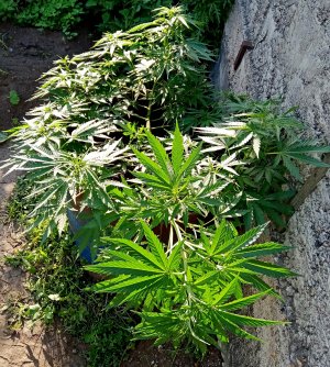 БДО1.jpg БДО1.jpg