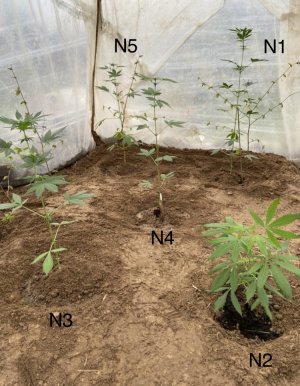 8.05.22 пересадка в грунт.jpeg 8.05.22 пересадка в грунт.jpeg