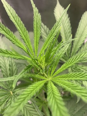 5.07.5.jpg 5.07.5.jpg