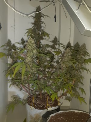 20220708_151342.jpg 20220708_151342.jpg