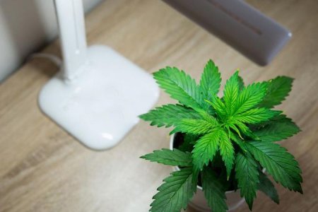 вегетация конопли вегетация конопли