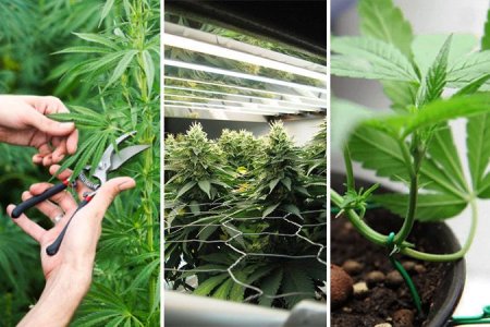 топпинг совместно с LST и ScrOG