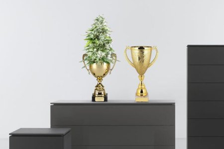 сорт конопли ак-47