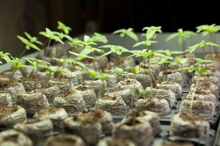 проращивание семян марихуаны