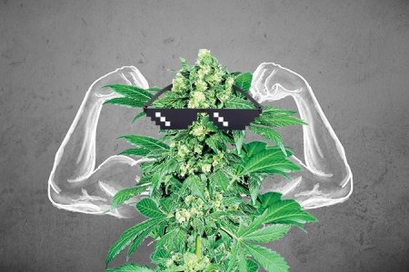 Вегетация конопли Вегетация конопли