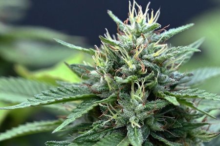 Как выглядит цветение конопли?