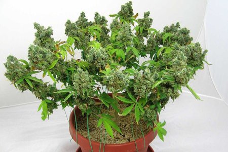 LST подгиб кустов конопли LST подгиб кустов конопли