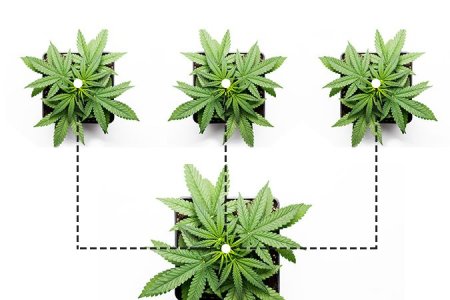 SOG техника выращивания конопли