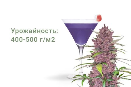 Сорт конопли Purple Lemonade Auto