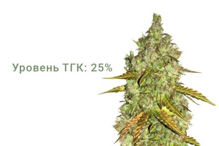 Сорт конопли Dos-Vi-Dos Сорт конопли Dos-Vi-Dos